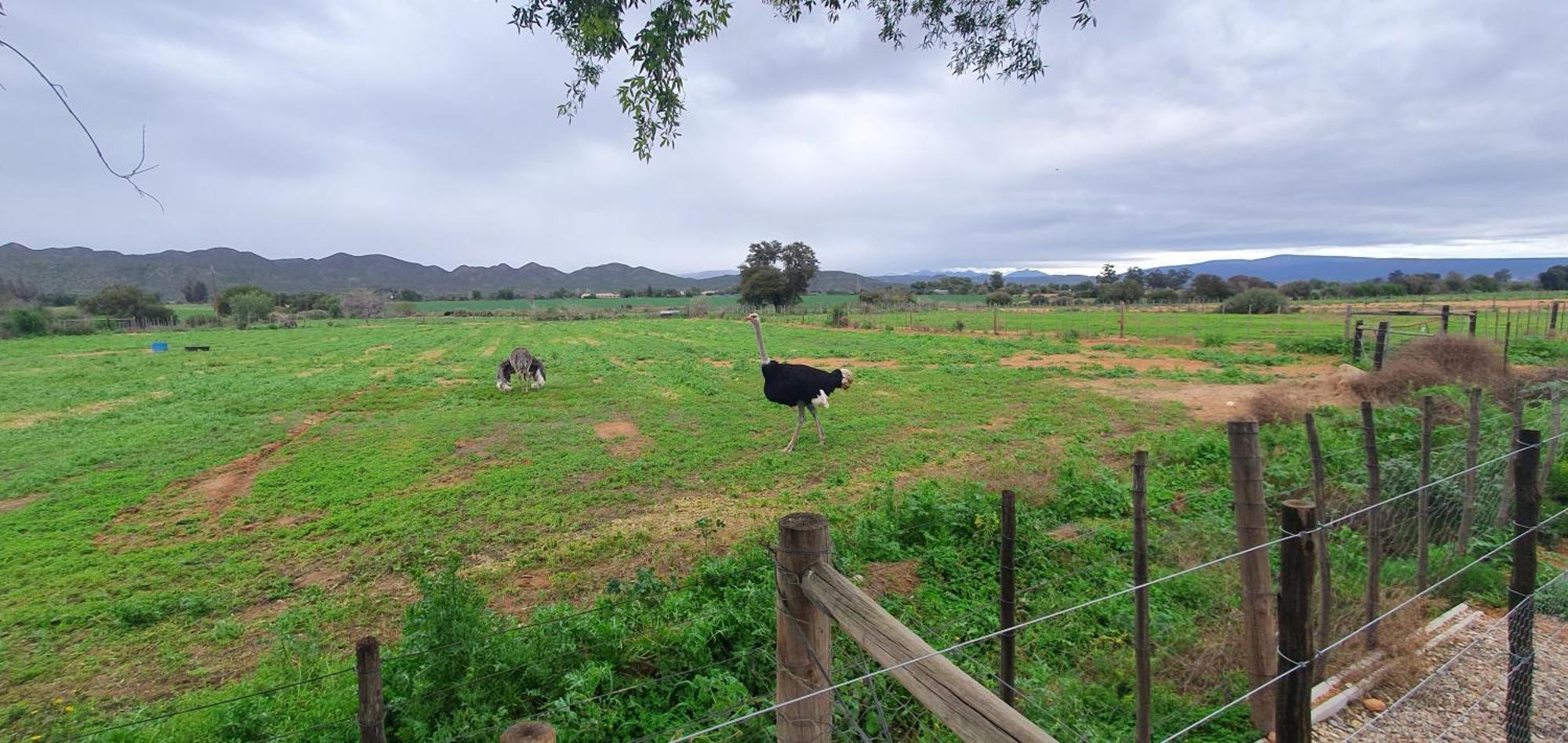 Karoo Leeu Self Catering Villa Oudtshoorn Exteriör bild