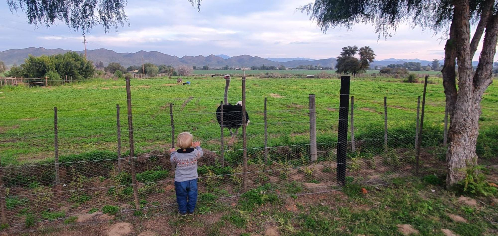 Karoo Leeu Self Catering Villa Oudtshoorn Exteriör bild